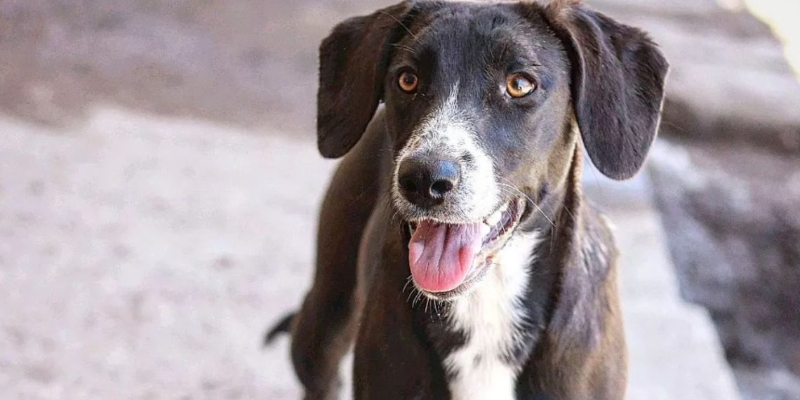 ¡Talca, anímate a celebrar el Día Mundial del Perro sin Raza!: una oportunidad para adoptar y cambiar vidas