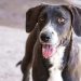 ¡Talca, anímate a celebrar el Día Mundial del Perro sin Raza!: una oportunidad para adoptar y cambiar vidas