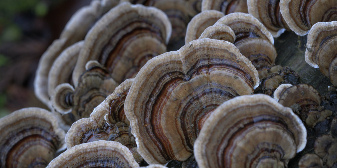 El Jardín Botánico y Arboretum de la Universidad de Talca fue escenario del primer Festival Fungi