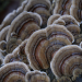 El Jardín Botánico y Arboretum de la Universidad de Talca fue escenario del primer Festival Fungi