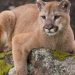 Alerta en Molina: pumas se avistan en cerro Traluñé y autoridades llaman a extremar precauciones