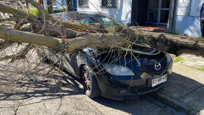 Árbol colapsa en calle céntrica de Talca y daña tres vehículos