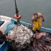 Parlamentarios del Maule rechazan apertura de pesca de jibia a flotas de otras regiones