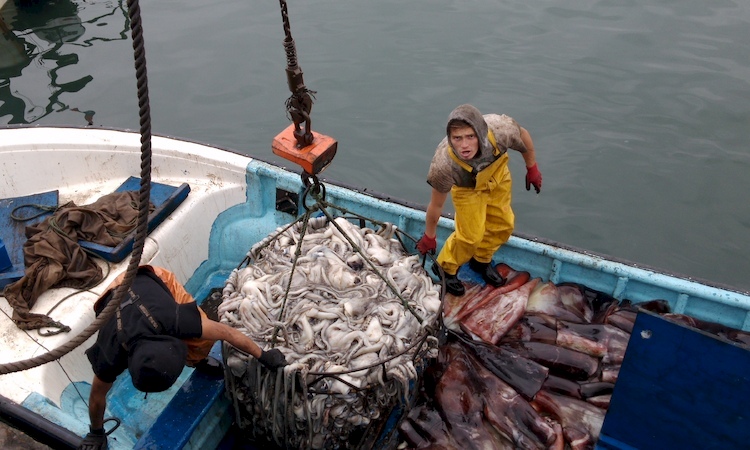 Parlamentarios del Maule rechazan apertura de pesca de jibia a flotas de otras regiones