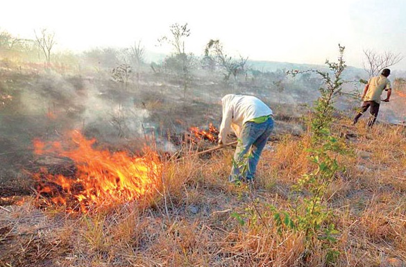 CONAF Maule anuncia prohibición de quemas agrícolas y forestales a partir de noviembre