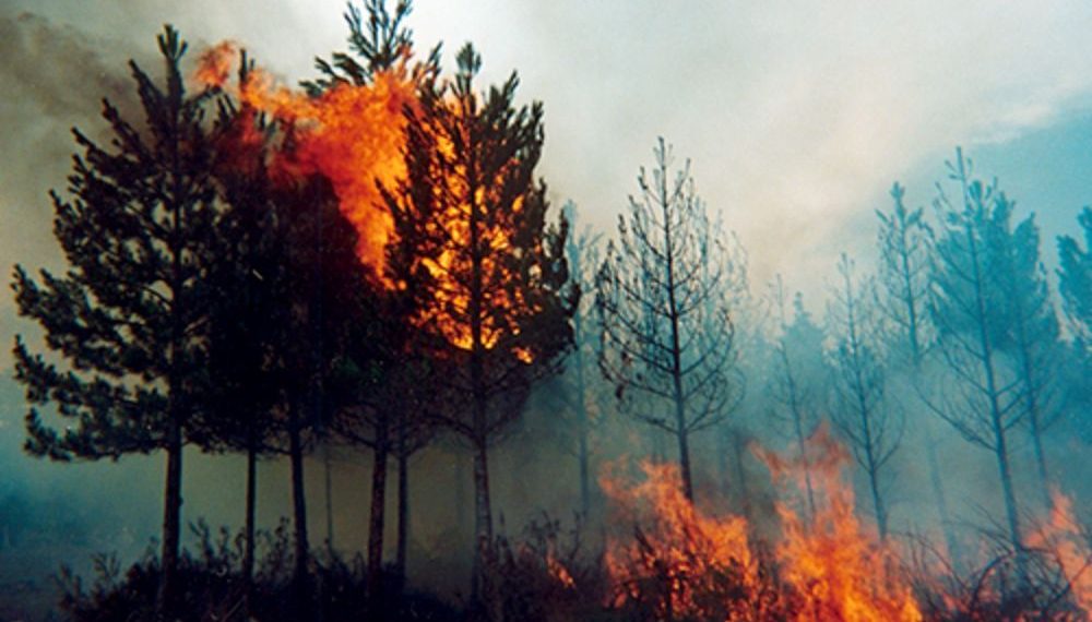 MOP y CONAF avanzan en limpieza de 388 kilómetros de rutas rurales para prevenir incendios forestales