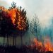 MOP y CONAF avanzan en limpieza de 388 kilómetros de rutas rurales para prevenir incendios forestales