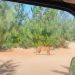 Alerta en Maule por avistamiento de puma en el Cerro Maule