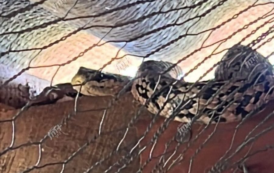 Serpiente de un metro genera alarma en sector La Florida de Talca: SAG confirma que no es venenosa