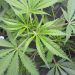 Carabineros desbarata cultivo ilegal de 322 plantas de marihuana en zona rural de Hualañé