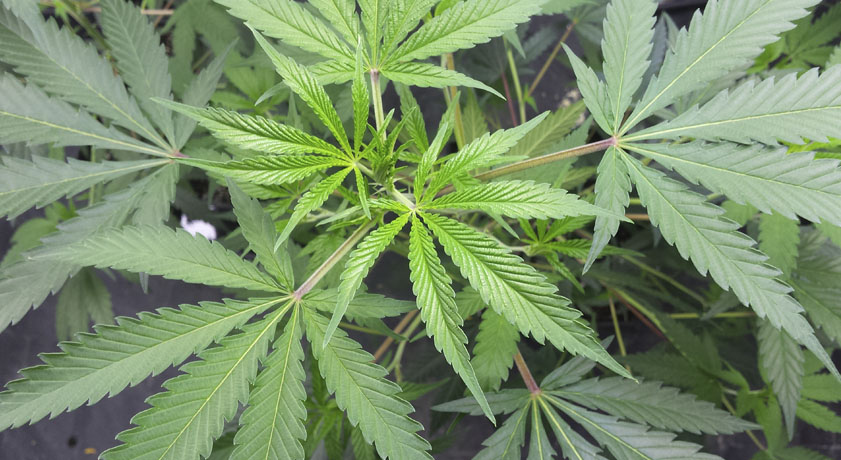 Carabineros desbarata cultivo ilegal de 322 plantas de marihuana en zona rural de Hualañé