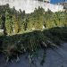 PDI desarticula cultivos de cannabis en tres comunas del Maule e incauta 435 plantas en zonas de difícil acceso