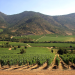 Gobierno Regional impulsa candidatura del Paisaje Vitivinícola del Maule como patrimonio UNESCO